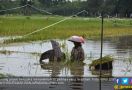 Sawah Direndam Banjir, Petani Panen Padi Lebih Awal - JPNN.com