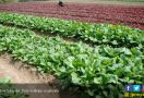 Pembenah Tanah Organik Tingkatkan Produktivitas Sayuran Daun - JPNN.com