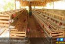 Biaya Produksi Naik, Peternak Ayam Kelabakan - JPNN.com