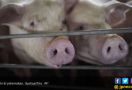 Peternakan Babi Bikin Pesing, Warga Melapor ke Polisi - JPNN.com