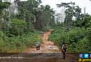 Angk Deforestasi Menurun, Lahan Kritis Menyempit - JPNN.com