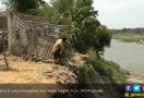 Tebing Bengawan Solo Rawan Bencana Longsor - JPNN.com