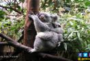 Ya Ampun, Setengah Populasi Koala New South Wales Tewas Akibat Karhutla - JPNN.com