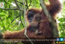 Lucunya, Bayi Orangutan Liar Betina Lahir di Aceh - JPNN.com