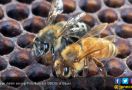 Kawanan Lebah Menyerang, Empat Warga Tumbang - JPNN.com
