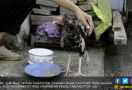 Disembelih Pekan Lalu, Ayam Ini Masih Berdiri Kokoh, Heboh! - JPNN.com