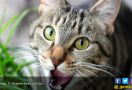 Kucing Nakal Bikin Lansia Nyaris Tewas - JPNN.com