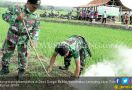Lihat, Polri, TNI dan Masyarakat Gotong-royong Berburu Tikus - JPNN.com