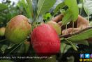 Raih 4 Manfaat Mengonsumsi Apel Setiap Hari - JPNN.com
