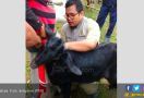 PDIP Borong Kambing Kejobong Hasil Kelompok Tani Ngudidadi - JPNN.com