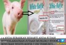 Fitnah Kopi Mengandung Babi Disebar Lagi - JPNN.com