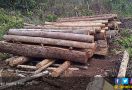 Gakkum KLHK Bekuk Pelaku Illegal Logging di Taman Nasional Meru Betiri - JPNN.com