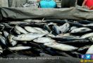 Ramadan, Stok Ikan Di Kota Palembang Dipastikan Cukup - JPNN.com
