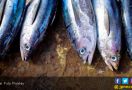 Rumor Bahaya Kepala Ikan Bikin Resah - JPNN.com