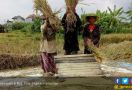 3 Kabupaten Penghasil Padi Terdampak Banjir, Stok Terganggu? - JPNN.com