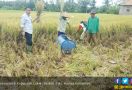 Geliat Panen Berlanjut di Kabupaten Lebak - JPNN.com