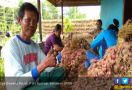 Program SANTUN Mampu Bikin Produksi Bawang Merah Meningkat - JPNN.com