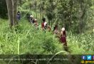 Pelajar Harus Tembus Hutan Pegunungan Demi ke Sekolah - JPNN.com