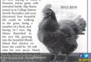 Ayam Kesayangan Mati, Tuan Buat Iklan di Koran - JPNN.com