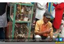 Penjual Burung Pipit Kecipratan Berkah Imlek - JPNN.com