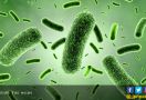 Manfaat Probiotik yang Tidak Pernah Anda Duga - JPNN.com