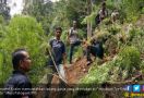 Ladang Ganja Seluas Dua Hektare Ditemukan di Madina - JPNN.com