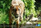 Harimau Sumatera Kembali Datangi Permukiman Warga di Kerinci - JPNN.com