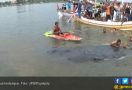 Ikan Paus 25 Meter Terdampar di Situbondo - JPNN.com