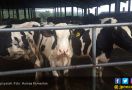 Produksi Susu Segar Cuma Bisa Penuhi 20 % Kebutuhan Nasional - JPNN.com