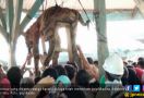 Harimau Sumatera Itu Akhirnya Ditombak Mati di Rumah Warga - JPNN.com