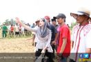 Duh Cantiknya Arumi di Tengah Balapan Sapi - JPNN.com