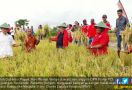 Panen Raya di Merauke, JWW Bakal Bangun Gudang demi Petani - JPNN.com