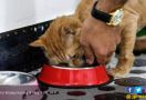 Rumah Penitipan Diserbu Kucing Selama Lebaran - JPNN.com