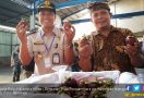 Manggis Bali Menarik Hati Pasar China - JPNN.com