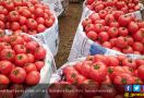 Benarkah Makan Tomat Bisa Meningkatkan Kesuburan Pria? - JPNN.com