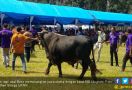 Sapi Terberat di Sulsel Bernama Jon, Bobotnya 880 Kilogram - JPNN.com