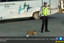 Aksi Polisi Musi Banyuasin Seberangkan Kucing Mendunia - JPNN.com