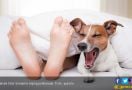 3 Alasan Jangan Tidur Bersama Anjing Anda - JPNN.com
