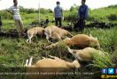  Lihat, Sapi – sapi Bergelimpangan Disambar Petir - JPNN.com