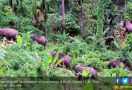 Belasan Gajah Liar Duduki Perkebunan Warga di Suoh - JPNN.com
