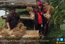 Petani Bawang Putih di Magelang Makin Bergeliat - JPNN.com