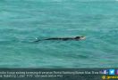 Buaya Berenang di Pantai, Warga Heboh - JPNN.com