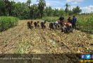 Lahan Kering Iklim Kering Harapan Pertanian Masa Depan - JPNN.com