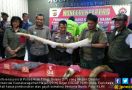 Pembunuh Gajah Bunta di Aceh Timur Akhirnya Terungkap - JPNN.com