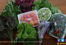 Sayuran Sehat, Segar, dan Awet Berkat Biochar - Kompos - JPNN.com