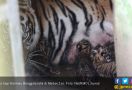 Dua Bayi Harimau Benggala Lahir di Medan Zoo - JPNN.com