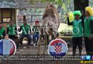 Kompak! Unta, Kuda Poni dan Embek Jagokan Kroasia - JPNN.com