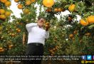 Jeruk Oranye Siap jadi Kompetitor Jeruk Impor - JPNN.com