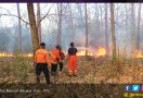 Hutan Baluran Terbakar Gara-Gara Puntung Rokok - JPNN.com