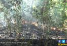 Waspada! Hutan Jati Mudah Terbakar - JPNN.com